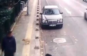 Vicdansız sürücü yavru köpeği ezip öldürdü, arkasına bakmadan yoluna devam etti