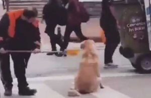 Yürekleri ısıtan görüntü! Belediye işçisi sokak köpeğinin tüylerini temizledi