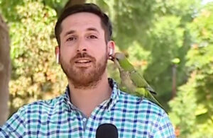 Şili’de papağan bölgedeki soygunları anlatan muhabirin kulaklığını çaldı