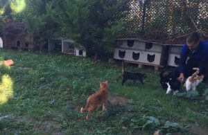 Arsa kiraladı kediler için köy kurdu