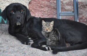 10 yavrusunu kaybeden köpek yavru kediye annelik yapıyor