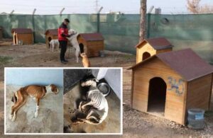 Eskişehir’de barınakta köpek katliamı iddiası