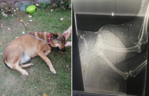 Polis ekipleri harekete geçti! Topallayan köpeğin bacağından 200’de fazla saçma çıktı