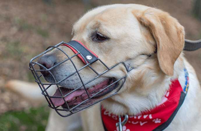 Trabzon’da sahipli köpeklere ‘ağızlık’ kararı! Hayvanseverler tepki gösterdi