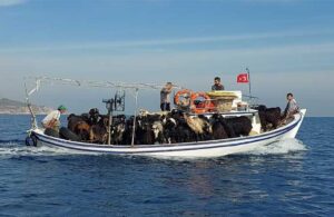Mersin’de keçileri otlatmak için tekne ile Dana Adası’na götürdüler