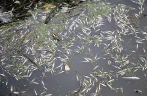 Sulama kanalında yüzlerce balık bir anda öldü