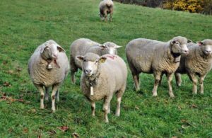 Araştırma: Sürüdeki koyunlar, ortak akla ulaşıp liderlerini belirli sürelerle değiştiriyor