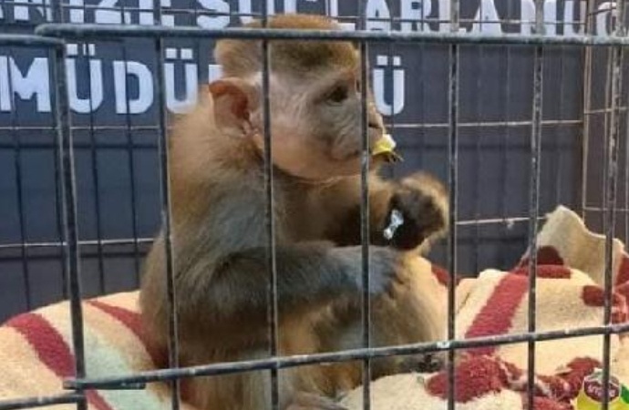 Diyarbakır’ı karıştıran makak maymununu polis arıyor