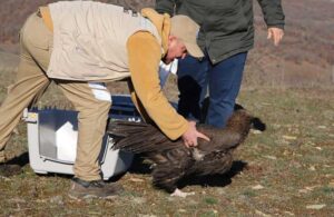 Yaralı akbaba tedavisinin ardından doğaya salındı