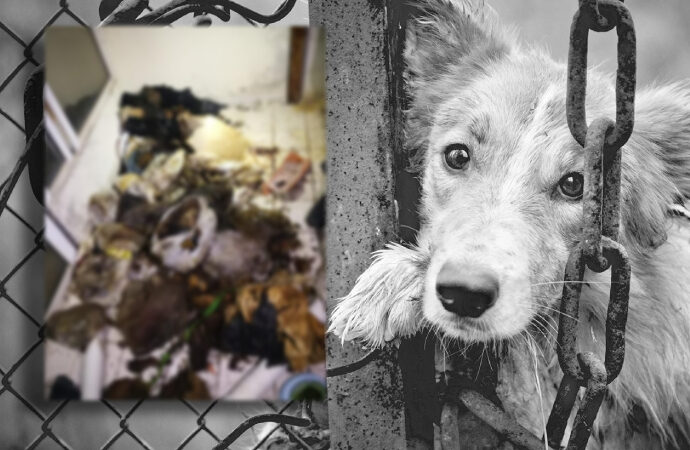 Marmaris’te vahşet! Bir evde çok sayıda çürümüş köpek ve kedi cesedi bulundu