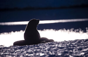Hazar Denizi kıyısında 2500 fok öldü