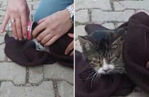 Kafası mama kabına sıkışan obur kedi kurtarıldı