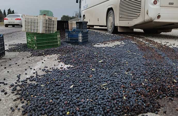 İşçi servisi ile kamyonet çarpıştı, 1,5 ton zeytin yola saçıldı