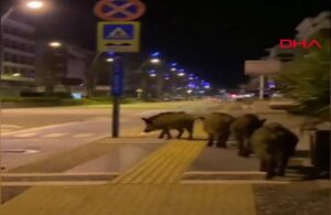 Marmaris’te yaban domuzları şehir merkezine indi