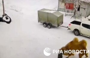 Rusya’da deve kendisine yumruk atan bakıcısını ısırarak ezdi