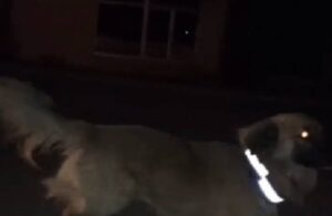 Aksaray’da sokak köpeklerine reflektör takıldı