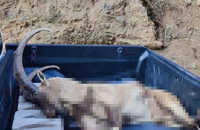 Tunceli’de avlanma cezası 250 bin TL olan yaban keçisi vuruldu