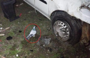 Güvercin sahibinin kaza yapan aracından bir an olsun ayrılmadı