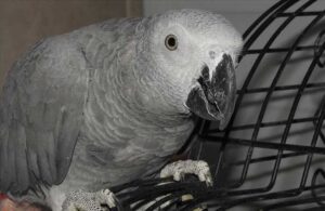 Polisin operasyonda bulduğu ‘Afrika gri papağanı’ koruma altında