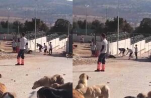 Konya’daki barınakta köpeği katleden sanıklara ‘indirimli’ ceza