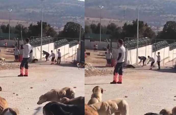 Konya’daki barınakta köpeği katleden sanıklara ‘indirimli’ ceza