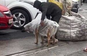 Kağıt toplayıcısı genç köpek dostuna naylondan yağmurluk yaptı