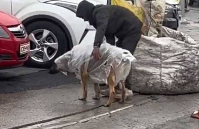 Kağıt toplayıcısı genç köpek dostuna naylondan yağmurluk yaptı