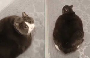 Fırındaki böreği bekleyen kedi sosyal medyada gündem oldu