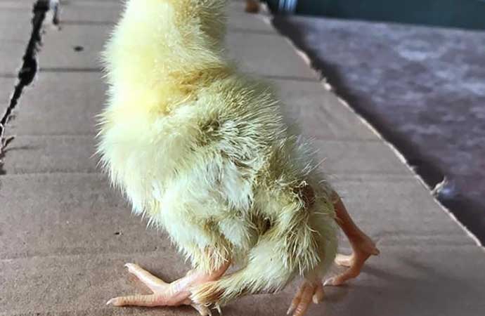 Kahramanmaraş’ta yumurtadan dört ayaklı civciv çıktı
