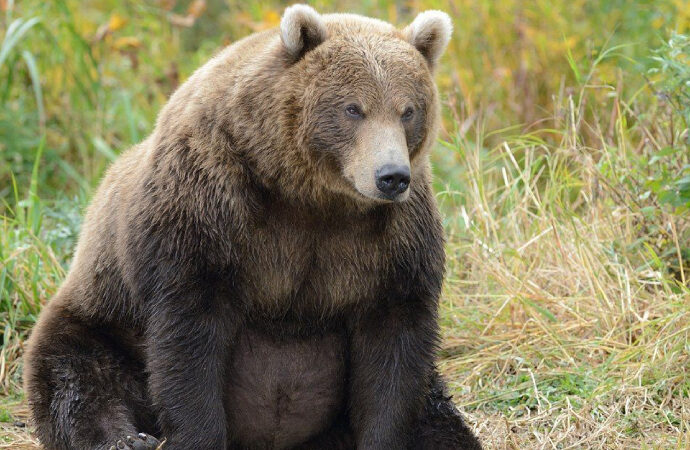İklim krizi! Sivas’ta ayılar kış uykusuna yatamadı