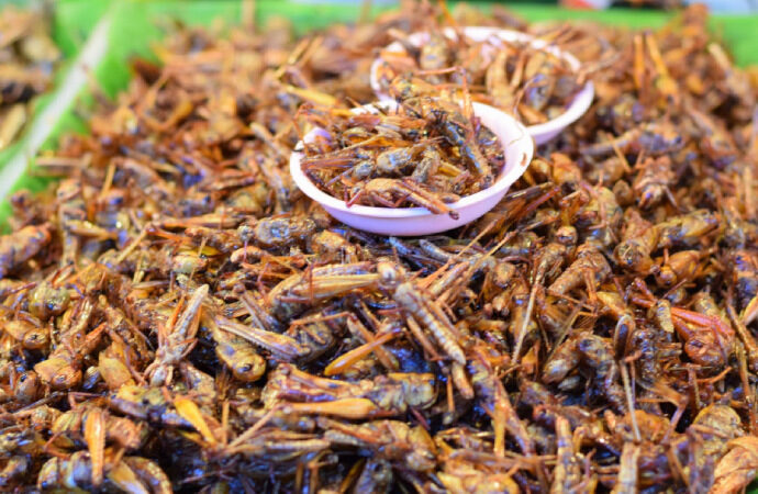 Avrupa Birliği cırcır böceği tozunun gıdalara katılmasına izin verdi