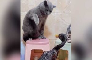Korkusuz ördek tokatçı kediye kafa tuttu