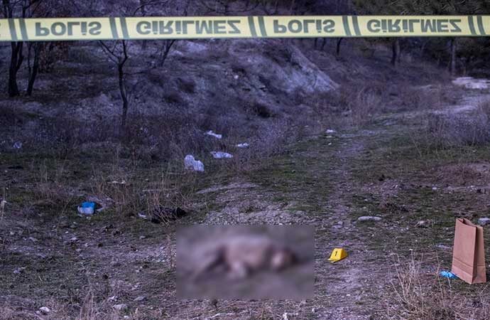 Ankara’da köpek katliamı! Tüfekle vurup boş arazide bırakmışlar