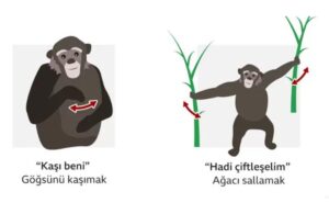Araştırmalar ortaya çıkarttı: Maymunların işaretleri bugünkü dilin başlangıcı!