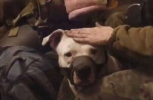 Rusya ‘pitbull’u da Ukrayna’ya iade etti