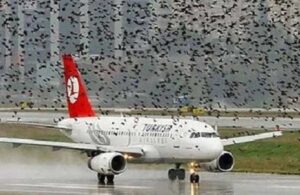 Türk Hava Yolları uçağı kuş sürüsüne daldı!