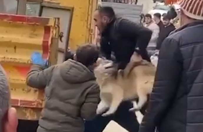 Belediye işçileri sokak köpeğini fırlatarak kafese koydu