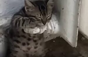 Yavru kedi ısınmak için kalorifer peteğine tutundu
