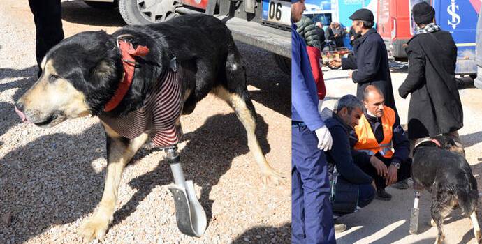 Enkaz altında bir patisini kaybeden köpeğe protez takıldı
