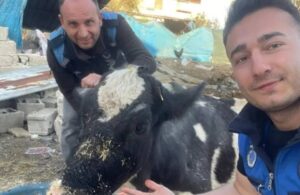 Enkazda kalan inek 17 gün sonra kurtarıldı