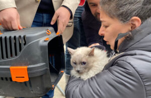 Galeria Sitesi’nde çalışma sona erdi! 13 kedi kurtarıldı