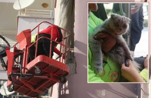 Hasar gören binada mahsur kalan kediyi ekipler kurtardı