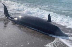 Kahramanmaraş depreminden etkilenen balinaların cansız bedenleri KKTC sahillerine vurdu