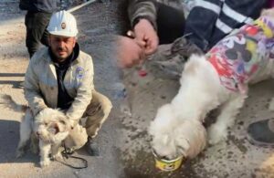 Enkaz altında kalan köpek 204 saat sonra kurtarıldı