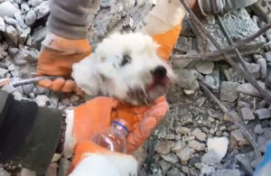 İskenderun’da bir mucize! Küçük köpek enkazdan böyle kurtarıldı