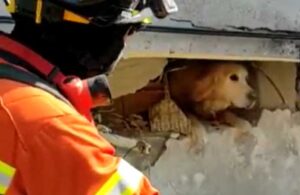 Enkaz altında kalan köpeği Portekizli ekip kurtardı