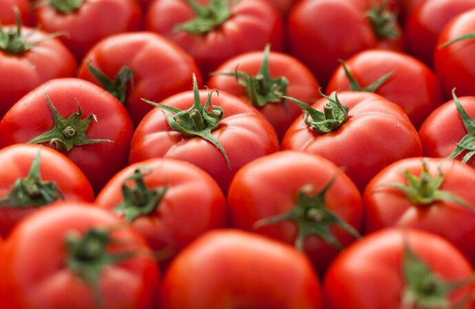 İhracatçılardan domates yasağı tepkisi! Fiyatı seneye 100 liraya çıkabilir