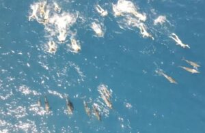 Hawaii’de yüzücülere yunusları taciz soruşturması!