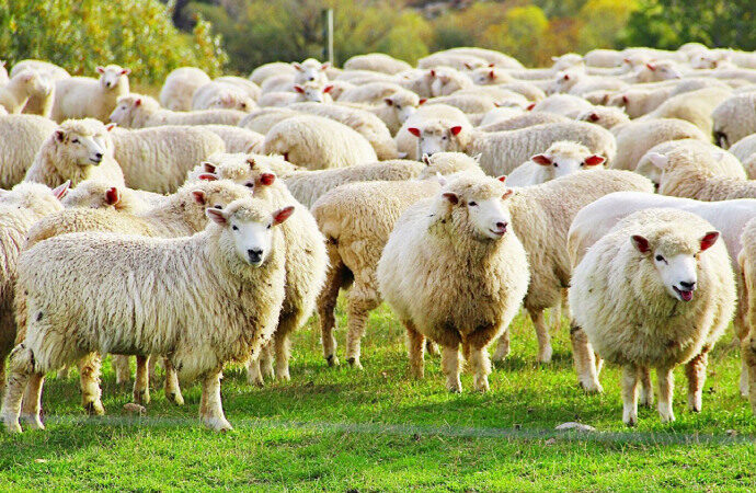 Araştırma: Koyunların üniversite kampüslerinde olması stresi azaltabilir