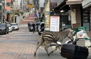 Esaretten kurtulan zebra, Seoul sokaklarını turladı